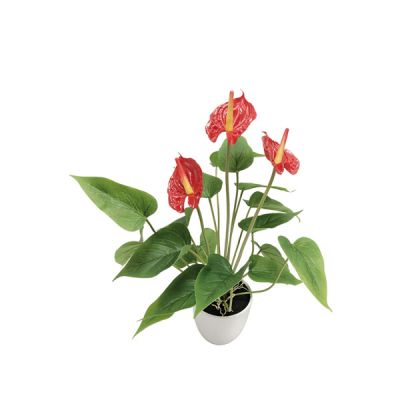 KOKKINO REAL TOUCH MINI ANTHURIO PLANT x3 - Y43cm