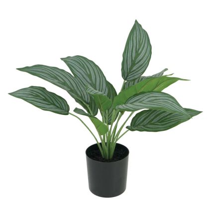 Декоративно зелено растение 'Real Touch' в саксия - височина 44 см