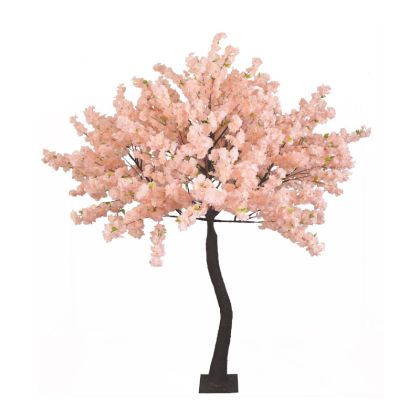 Декоративно растение черешово дърво с цветчета височина 300 см