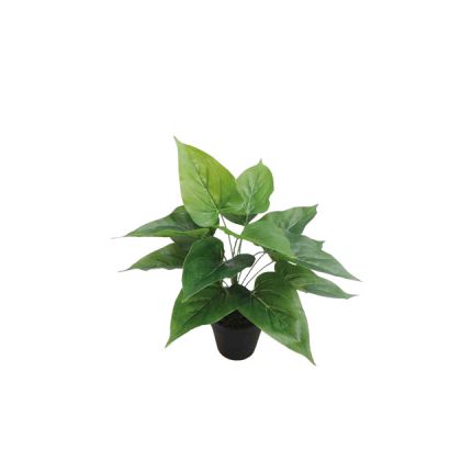 Зелено растение в саксия - y30 см