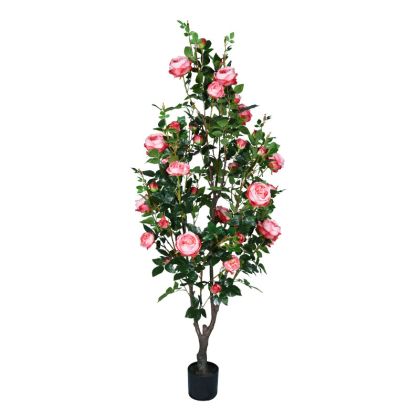 Розов храст в саксия H175 см