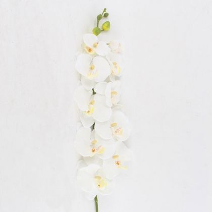 Декоративна орхидея