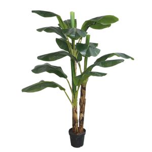 H210CM, Banana tree, Χ3 18Lvs, (Leaves with knock-down packing), in 9.5"pot