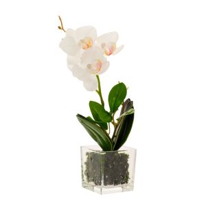 ORCHID PHALAENOPSIS IN GLASS POT 26CM