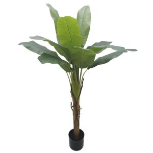 Декоративно бананово дърво в саксия - h155 см
