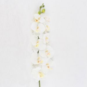 Декоративна орхидея
