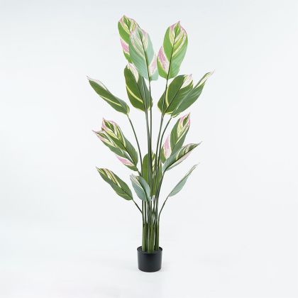 ДЕКОРАТИВНО РАСТЕНИЕ В САКСИЯ АГЛАОНЕМА ЗЕЛЕНА D80X150СМ