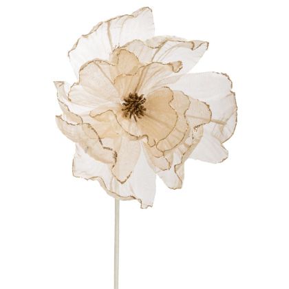 КЛОНКА МАГНОЛИЯ ШАМПАНСКО 60СМ