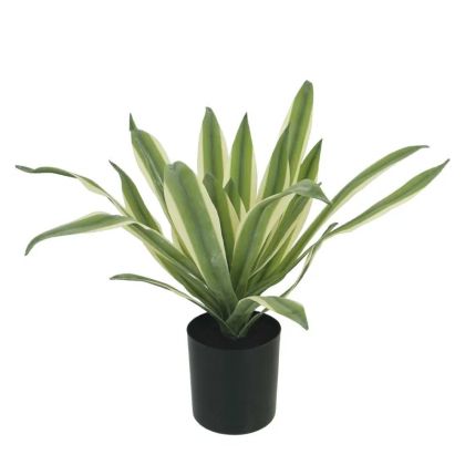 Агаве зелено/бяло в саксия - в30см 12/kib