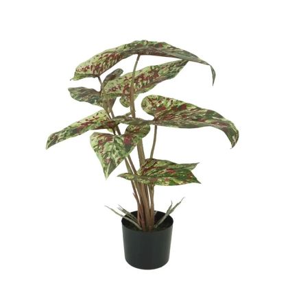Алоказия зелено/зеле/червено истинско цветене - в58 см 6/kib