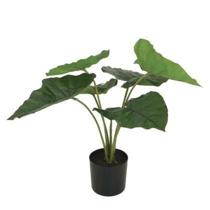 Зелен клен в пластмасова саксия - в46см 6/киб