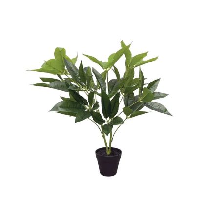 Късметлийско дърво в саксия - в60см 6/kib