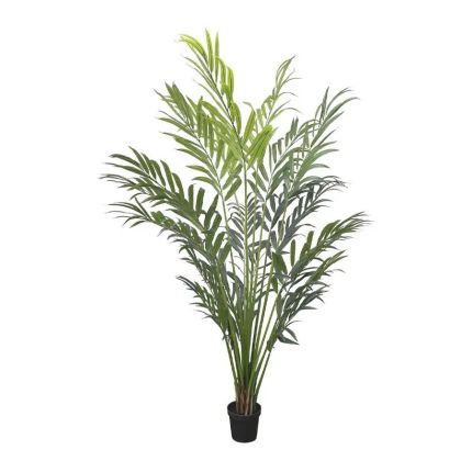 Палма в саксия - в250 см 1/kib