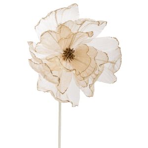 КЛОНКА МАГНОЛИЯ ШАМПАНСКО 60СМ