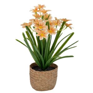 БЯЛА МАРГАРИТКА 28 СМ В САКСИЯ С МОРСКА ТРЕВА 11X10 СМ