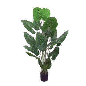 Истинско дърво в саксия - в170 см 2/kib