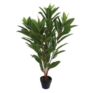 Магнолия в саксия - в86 см, 6 бр.