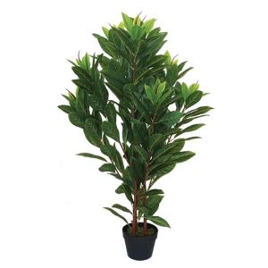 Магнолия в саксия - високопроизводител - 110 см 1/4 кб