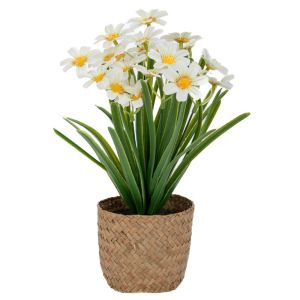 САКСИЯ С ЖЪЛТА МАРГАРИТКА 28 СМ В 11X10 СМ