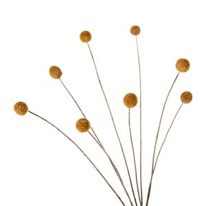 Декоративен сушен букет Craspedia Globosa жълт 63hcm Hm7956