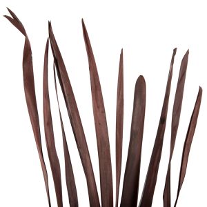 Декоративен сушен букет с листа на меч бял 10бр, кафяв 120hcm Hm7965