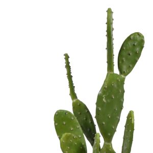 Декоративно растение Cactus в кашпа Inart H64cm