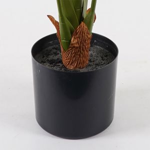 Декоративно растение в саксия Deliciosa зелено D94x120см
