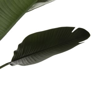 Изкуствено растение в кашпа Hm7981 стрелиция D17x14,5-137hcm