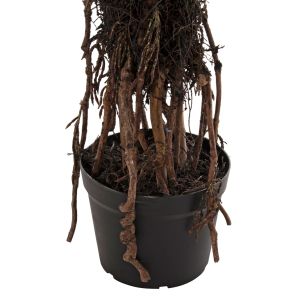 Изкуствено растение в кашпа Hm7988 агаве D23x18-180hcm