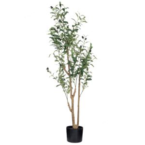Olive tree in a plastic pot 120 cm 15X14 cm